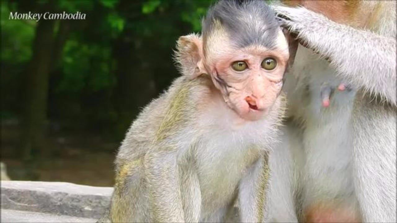 小猴子的嘴巴怎么了,看它的样子好可怜!