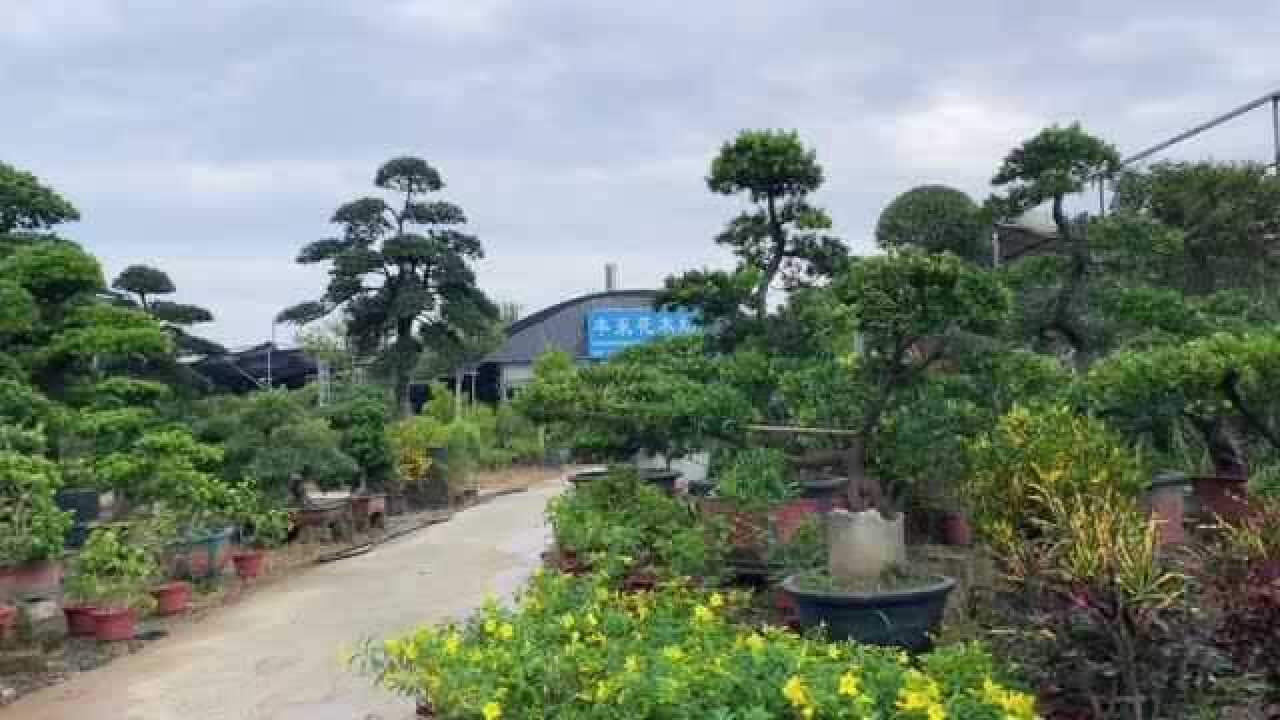 南宁最大的花卉批发市场盆景和花卉品种数不胜数想带几盆回家养