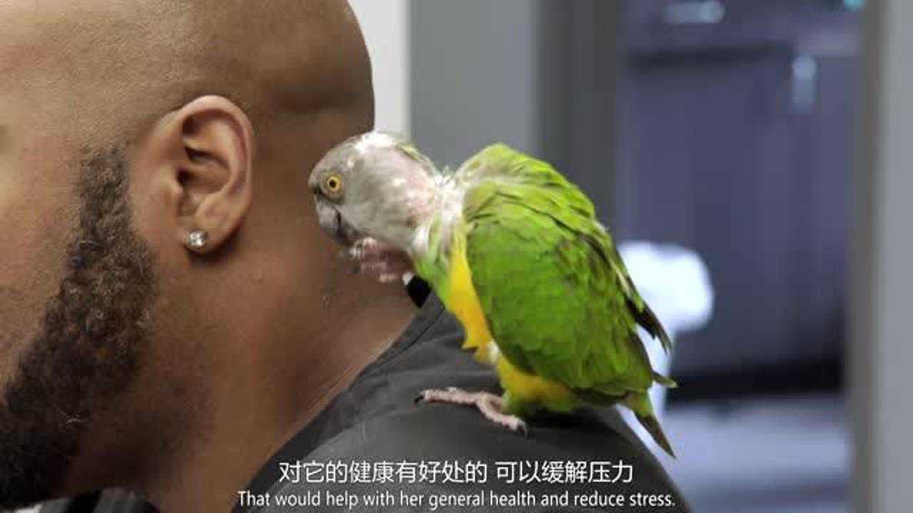 鹦鹉压力太大,拔自己的毛,头秃的原因找到了!