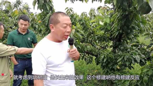 樱桃幼树如何管理效益高,三年丰产咋实现,来听汉源王老师用啥招