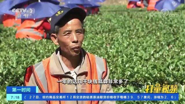 福建安溪:昔日荒山变身“致富茶园”,解农户收入之忧