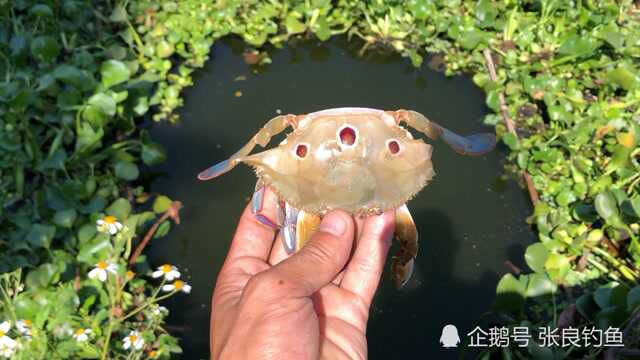 螃蟹钓鱼正确挂钩方法,上鱼全程实拍!