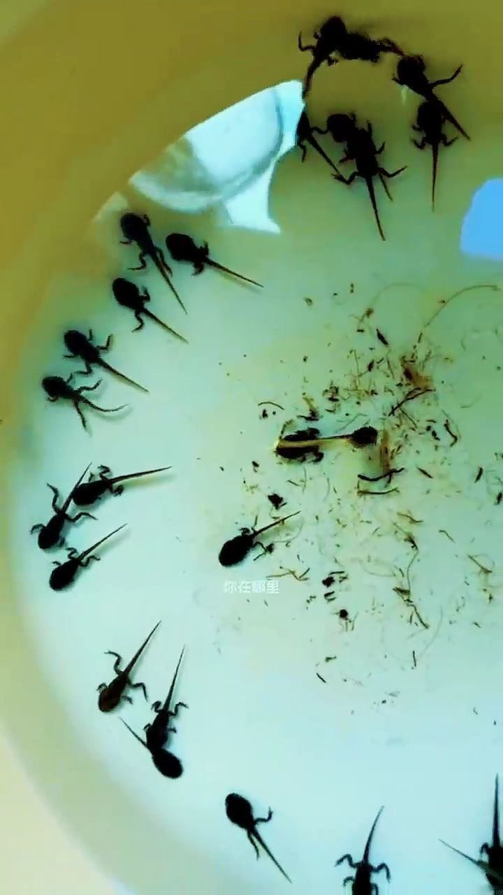 养蝌蚪的第n天,居然长起了的四肢,这是长残了