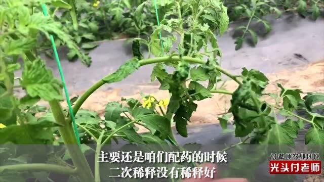 为啥农户一打药就出药害?今天总算找到原因了!3点要注意