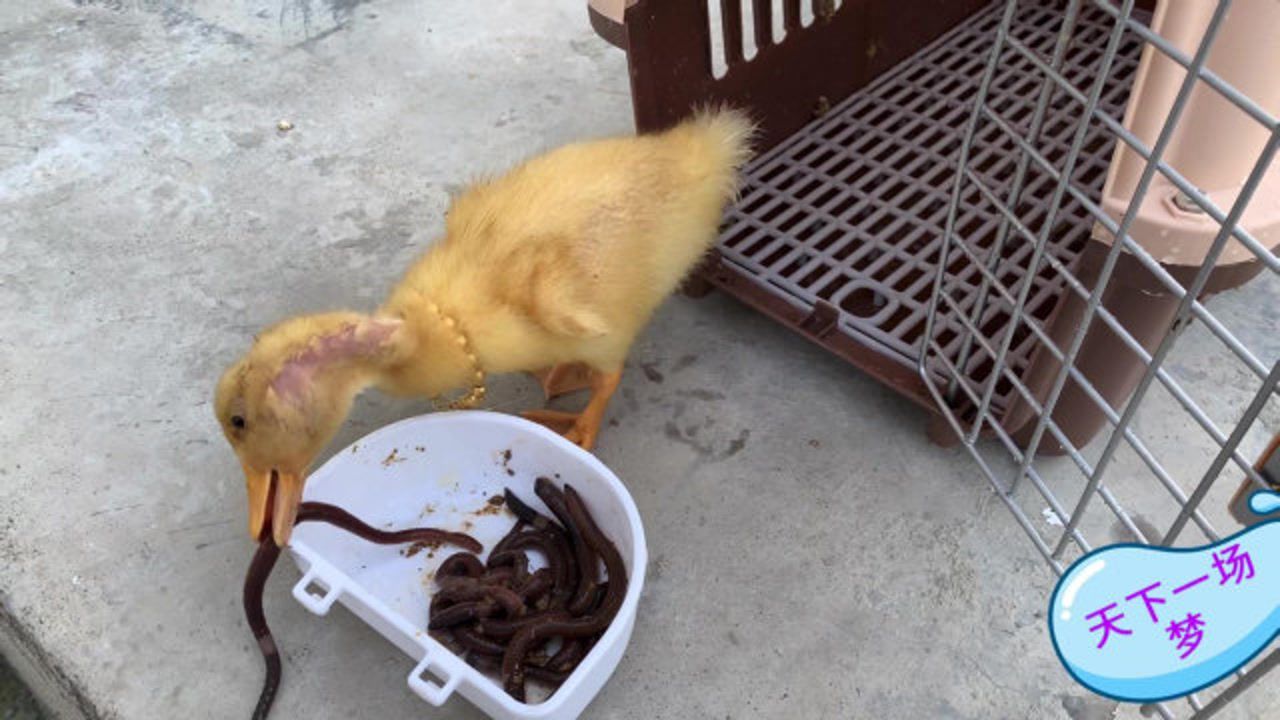 都说鸭子爱吃蚯蚓,难道我这个鸭子品种不纯?要不要煲汤?