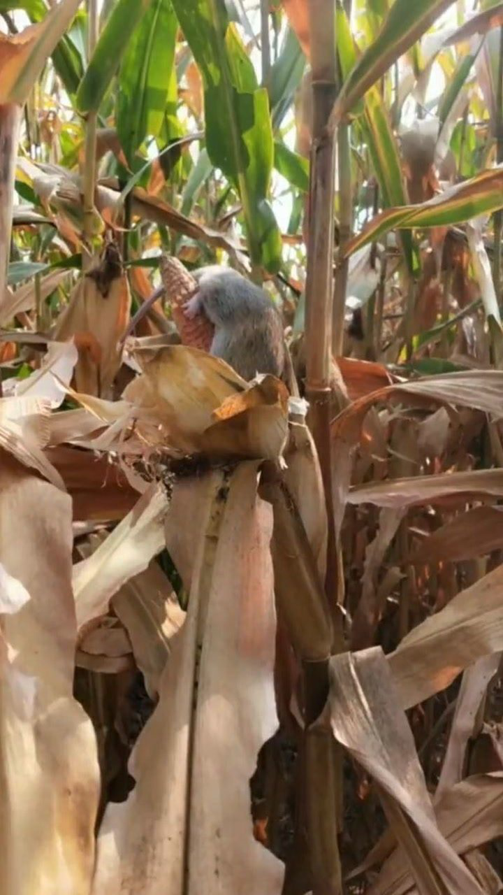 胆子好大的老鼠敢偷玉米也不怕人