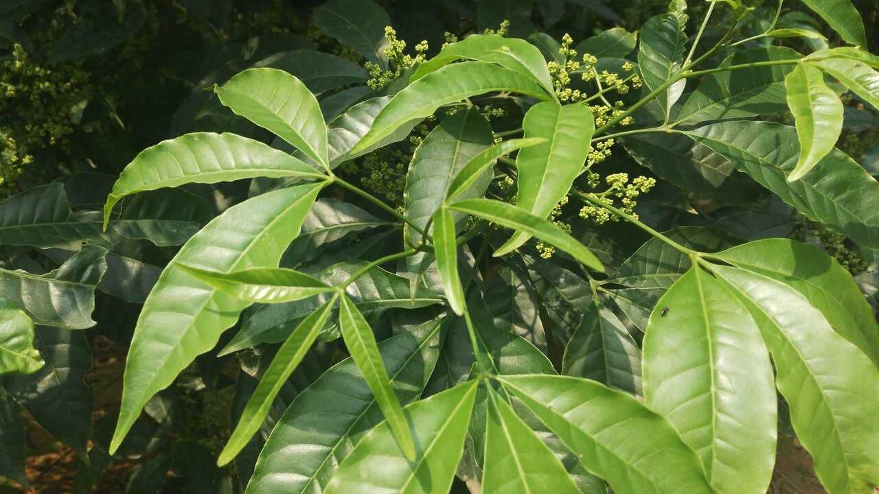 三叉苦散瘀止痛民间常用于风湿性关节炎_腾讯视频