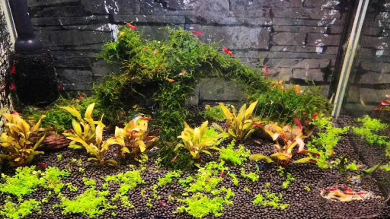 简单布置的水草缸,多彩观赏虾入水真漂亮,放松又解压