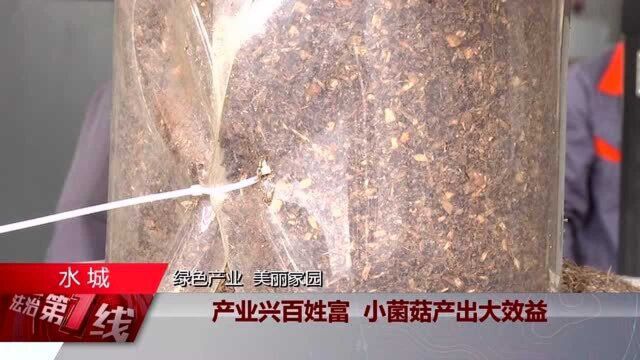 产业兴百姓富 小菌菇产出大效益