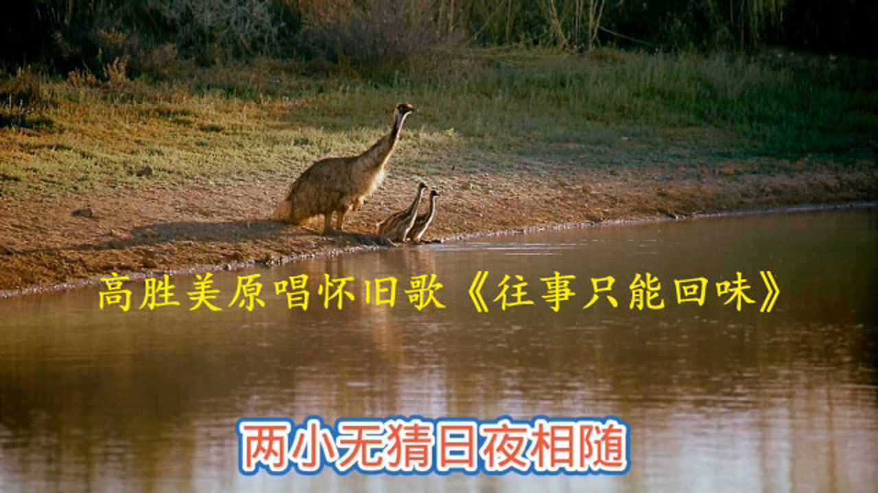 高胜美原唱怀旧歌曲百听不厌令人回味《往事只能回味》经典歌曲