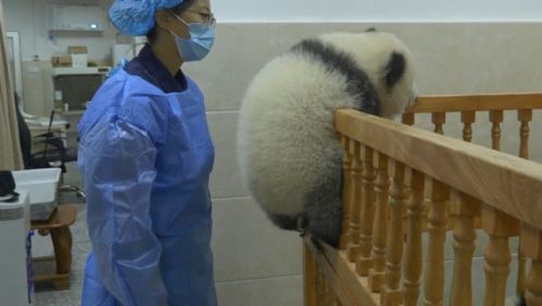 熊猫宝宝越狱，谁料被饲养员逮个正着，镜头记录搞笑一幕！
