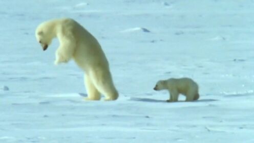 北极熊猎杀海豹全靠出其不意，带着熊孩子就难上加难了！