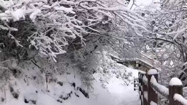 美丽的雪景树挂