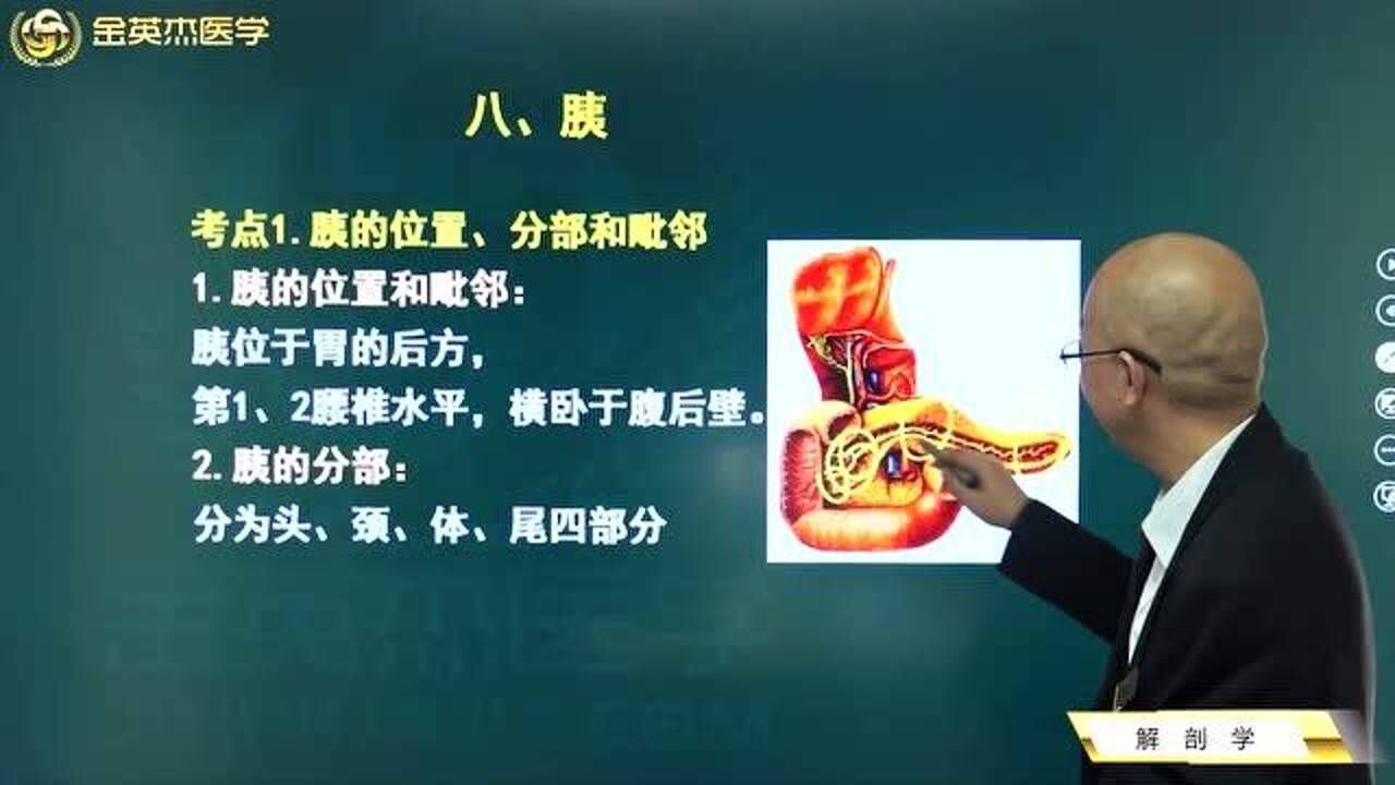 临床解剖学:什么是胰?胰的位置、胰的分部和毗邻_高清1080P在线观看平台_腾讯视频