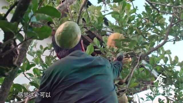 舌尖上的中国:丽江香橼蜜制梨,香味浓郁,如今却很难见到