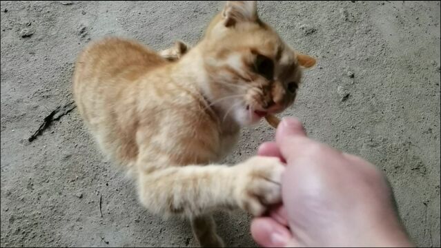 小黄猫闹着要吃的,叫得真可怜