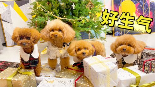 主人辛辛苦苦准备圣诞礼物，为什么狗狗收到都抓狂了？