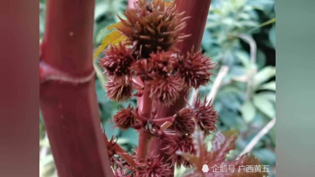 这种植物叫老麻子,也叫草麻,来认识一下吧