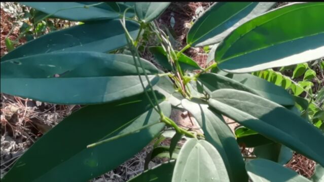 这种野生植物叫薯莨,是一种稀有中草药,来认识一下吧