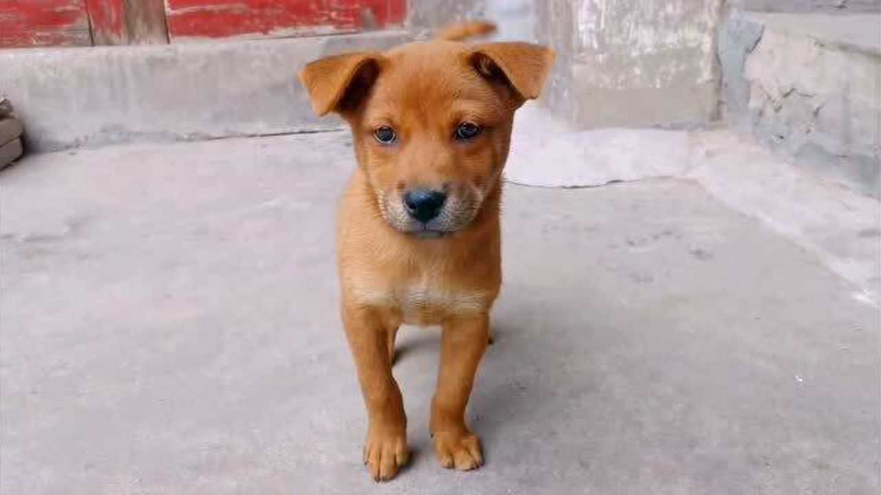 主人外出,农村小土狗被套看家,没有水没有饭,饿惨了!真可怜