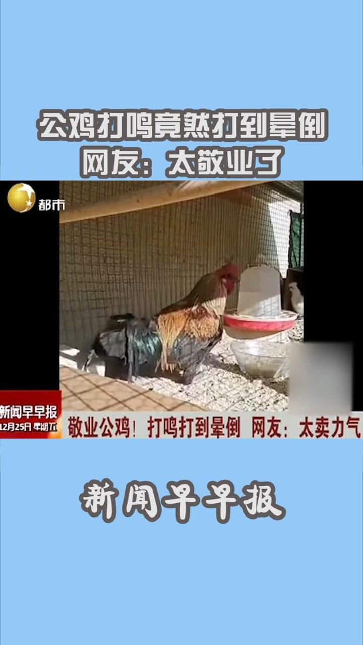 公雞打鳴竟然打到暈倒網友太敬業了搞笑社會