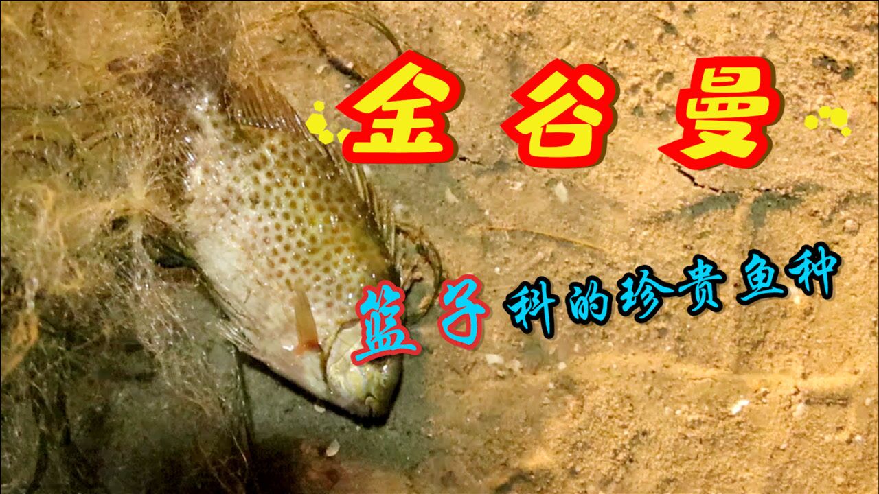 毒性很大的鱼金谷曼你知道它的本命叫什么吗说起来你可能不信