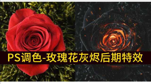 PS教程PS调色篇:5分钟学会玫瑰花灰烬后期特效