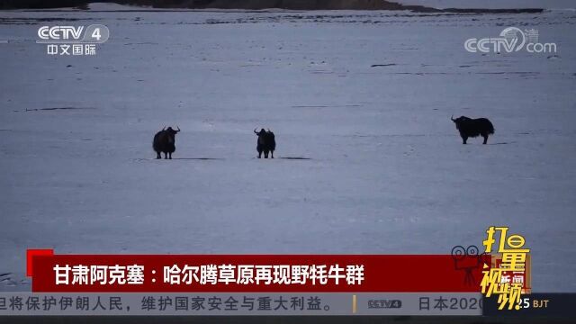 甘肃阿克塞:哈尔腾草原再现野牦牛群