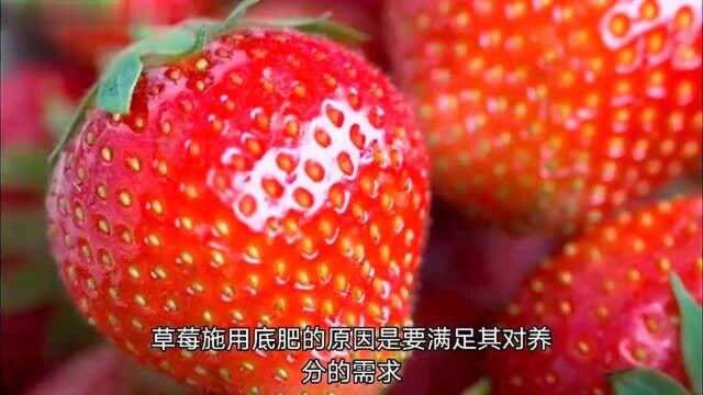 草莓底肥用什么好?草莓用什么肥料做底肥?草莓底肥怎么放?