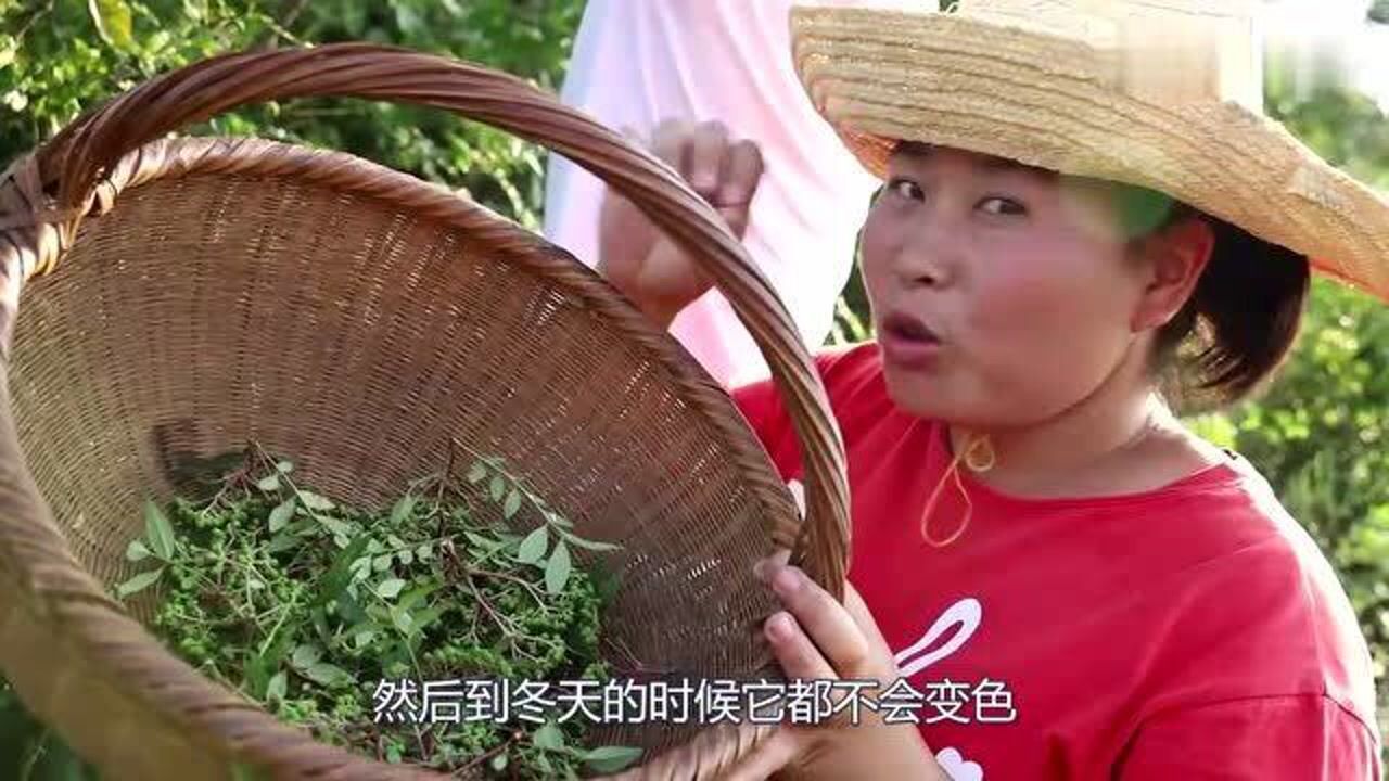 胖妹和二表哥进山采摘美食,老公烧鸳鸯火锅吃过瘾,太带劲了