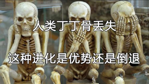 人类的“丁丁”为啥失去了骨头？这是进化的优势还是退化？