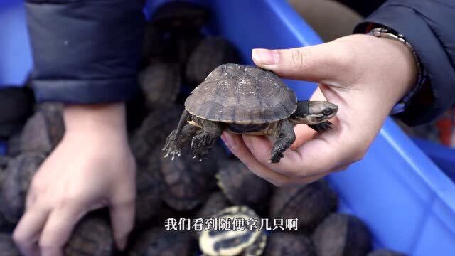 长得像元宝的石龟是这么养成的?