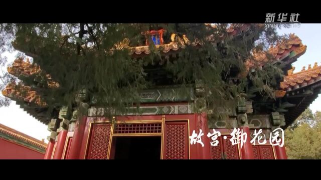 “云游”30秒——故宫ⷮŠ御花园