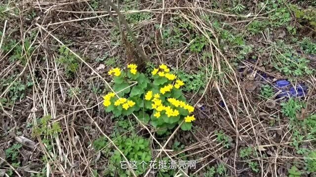 东北大山采柳蒿芽野菜,大娘研究回家怎么做好吃,还能炖排骨?