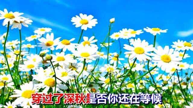 一首网络情歌《回不到从前》