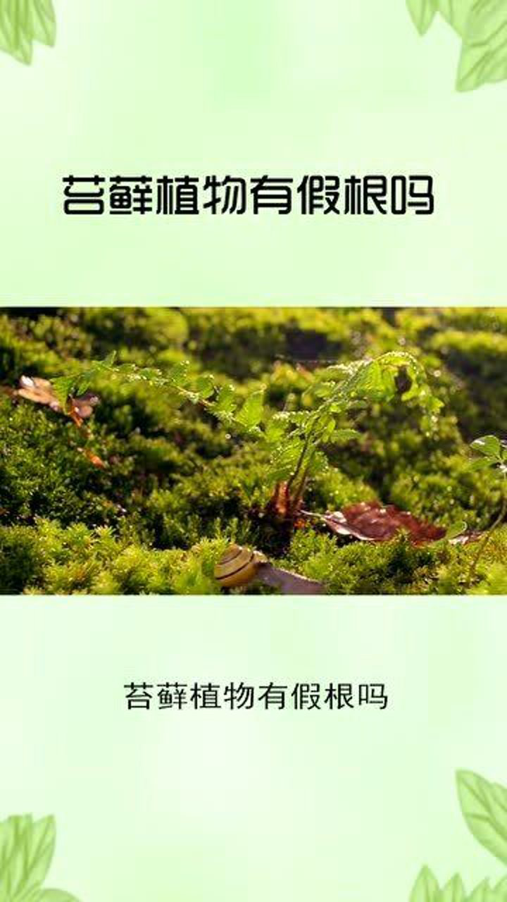 苔藓植物有假根吗_高清1080P在线观看平台_腾讯视频