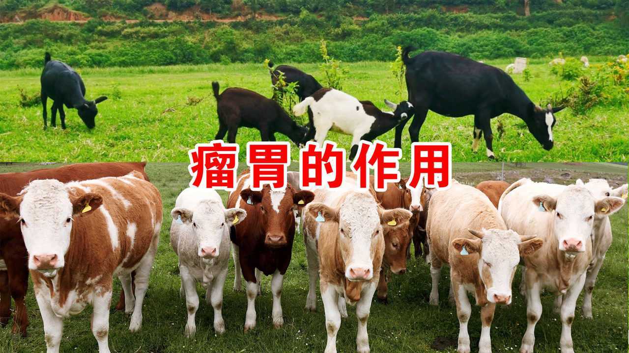 牛羊作为反刍动物,瘤胃在消化过程中起着很重要的作用_腾讯视频