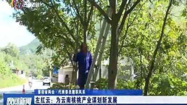 左红云:为云南核桃产业谋划新发展