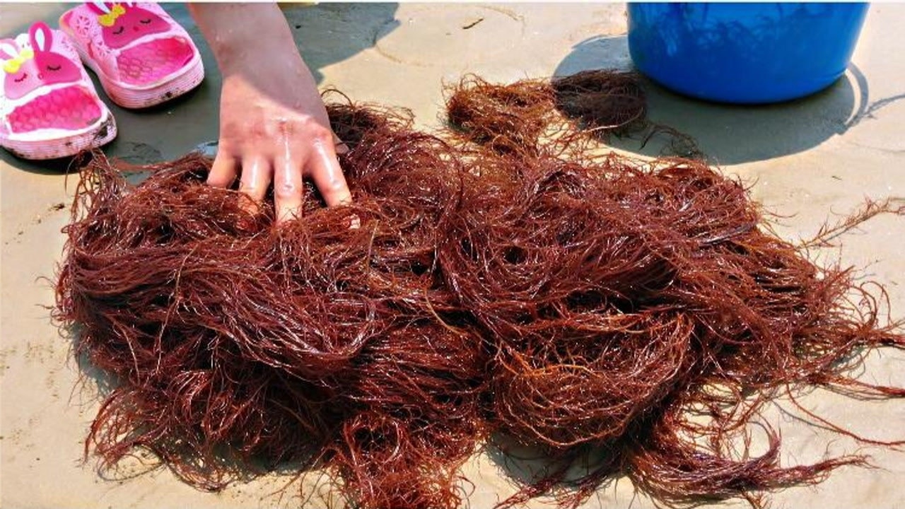 海边的龙须菜见过吗赶海夫妻捡到爆桶要怎么做才好吃呢