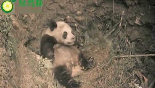 小熊猫偷溜出去玩，怎料掉进了猎人的陷阱，样子可怜极了