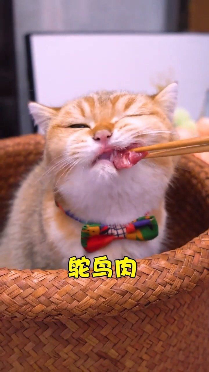 干饭猫,干饭魂,今天你干饭了吗?起来干饭了!