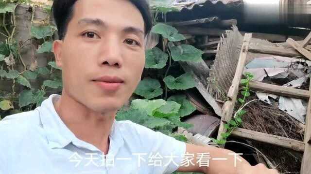 在废弃柴堆里发现一个水缸,以前农村用来装水的缸子