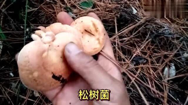 十一期间碰上野生菌生长,这个长假可以这样玩,回老家记得捡菌子