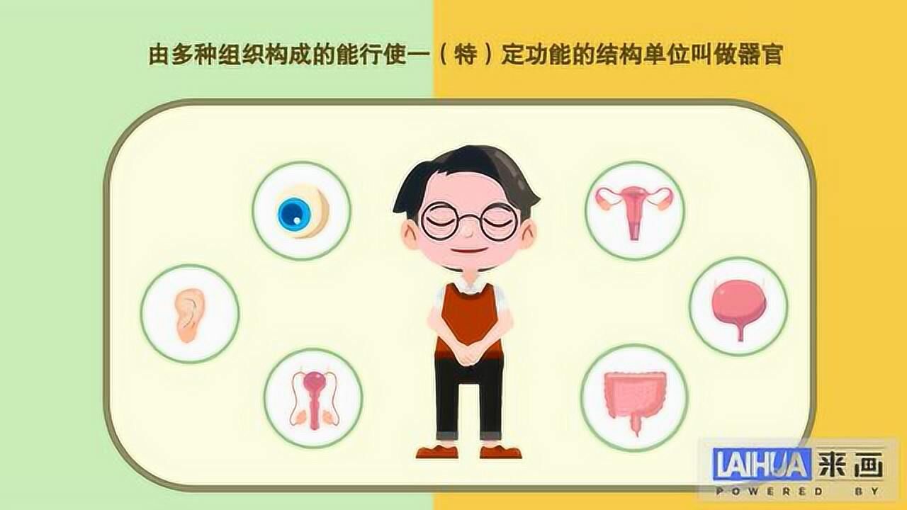人体身体器官介绍医疗科普_腾讯视频