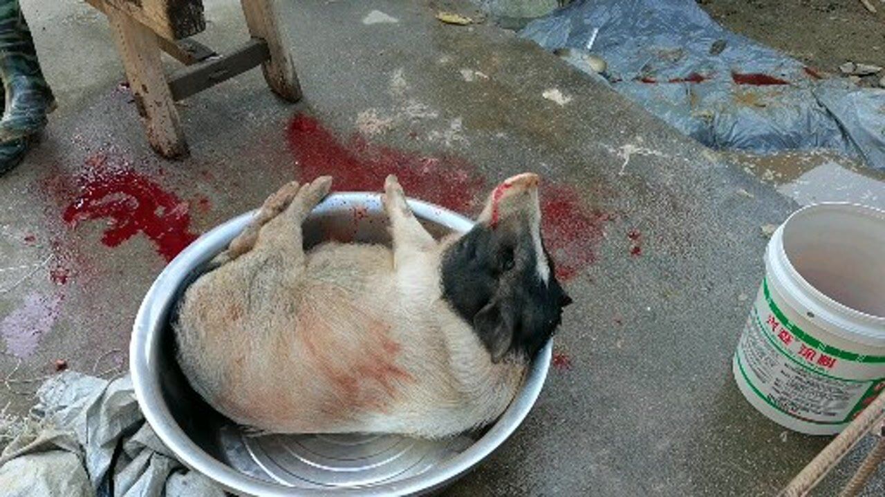 宰杀一头放养巴马香猪过年这样肉质怎么样