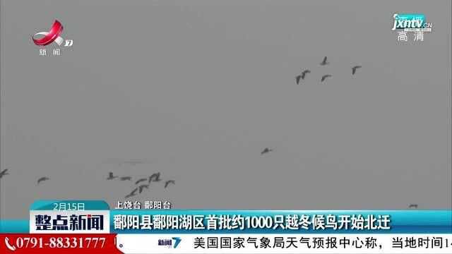 鄱阳县鄱阳湖区首批约1000只越冬候鸟开始北迁