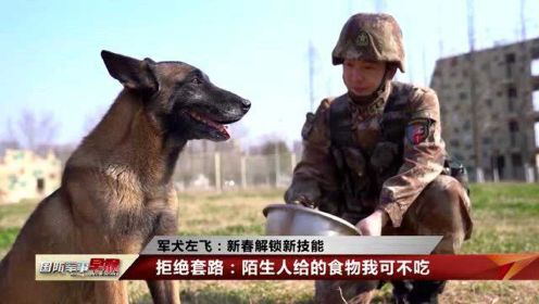 军犬左飞：全旅第一犬 牛年我最牛