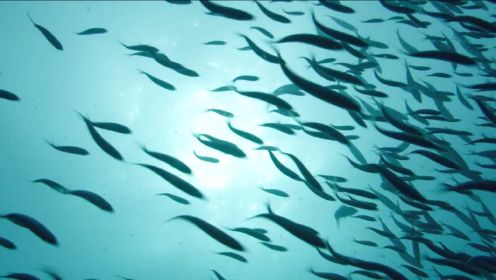 斯里兰卡海域有着庞大鱼群！各种动物的渔猎构建了美丽的自然画卷！