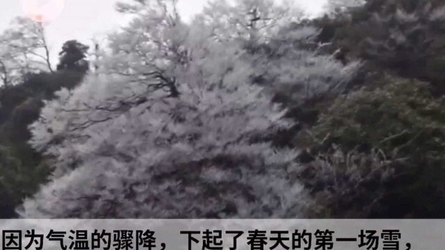 四川古蔺黄荆老林降下春雪 山腰春花绚丽烂漫 山顶雾凇压弯枝头