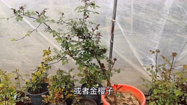 不会嫁接的花友,想要培育树状月季,可尝试这种方法,非常简单